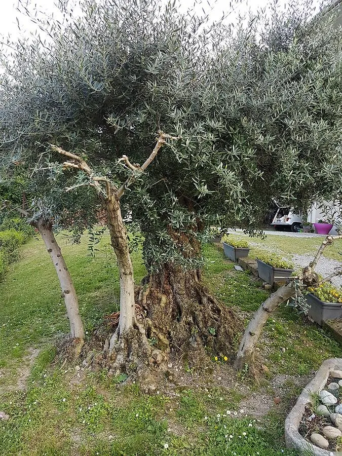 Ai Due Vecchi Ulivi Bed & Breakfast Garlate